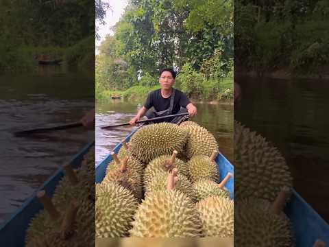 Dapat Durian 1 Perahu hasil bermalam #durian #durianhutan #panen #berburudurian #buah #camping