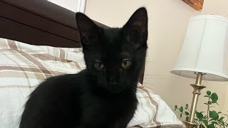 Lola playing compilation 