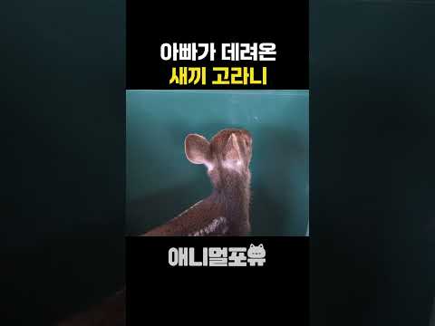 아빠가 데려온 새끼 고라니