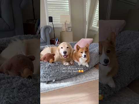 Finally got the Best Dog bed for my Dogs🐶🛏️Link in Comments📝….#dogbeds #goldenretriever #ytshorts