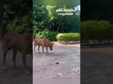 wow.. Amazing dog? |தொடாமல் பார்த்துக்க ‎@PLAN_90.  #Fit-Pro #villagelife #doglover #pets