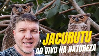 Coruja Jacurutu a mais poderosa do Brasil cantando em um registro espetacular!!!