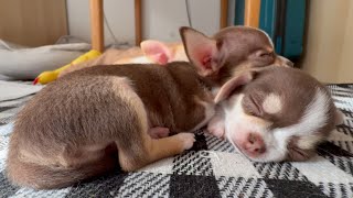 Chihuahua Puppies in Pure Relax Mode - Tiny Dreams & Cosy Moments