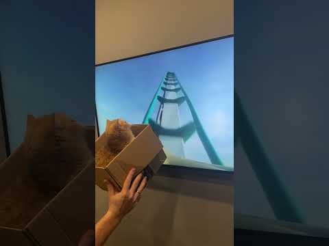 roller coaster cat