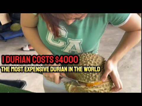 Durian gardening is really fun to make you suddenly rich