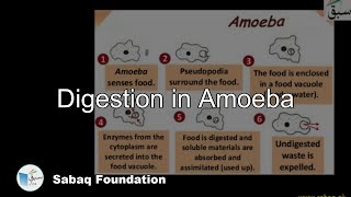 Digestion in Amoeba