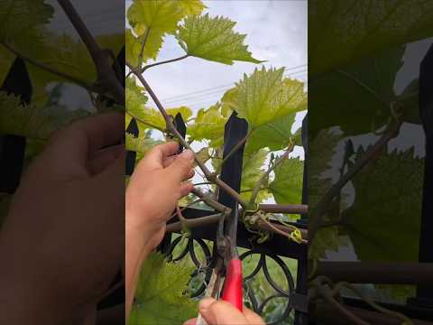 The easy way to get a grapevine seedling#smartfarming #fruitfarming #gardenplants
