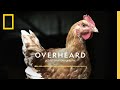 Understanding Super Chickens and Their Implications