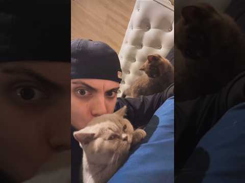 Anyme avec ses chat π±π₯° #anyme #doudou #chat