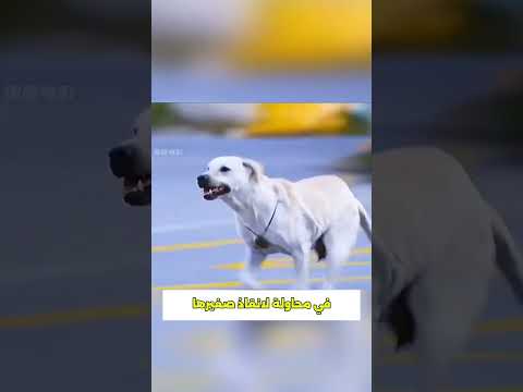 قصة إنقاذ مذهلة: كلبة أم تنقذ جروها بشجاعة 🐶❤️🚗💎