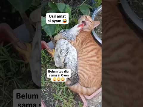 Si Ayam usil ama oyen #catcomedy #funnyanimal #kucinglucu
