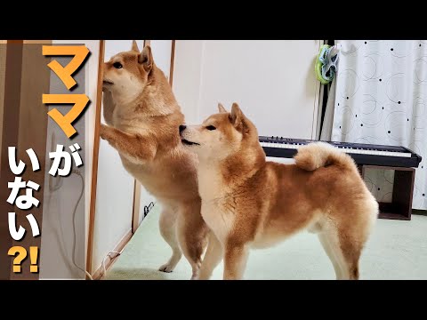 愛情深く寂しがり屋な柴犬。いなくなったママを見つけ発狂してしまう