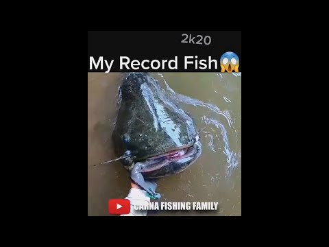 RECORD SILURE #fishing #bigfish #catfish #shorts