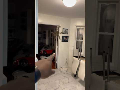 Adonis & Bella catch giant spider in the house