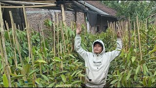 🔴 LIVE DI LAPAK SAWAH NUR DURIAN