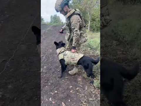 Este perro detecta la muerte bajo tierra.