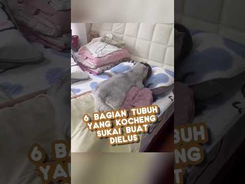 6 bagian tubuh yang kucing sukai untuk dielus-elus❗#kucing #catlover #cute #info #shorts #cat