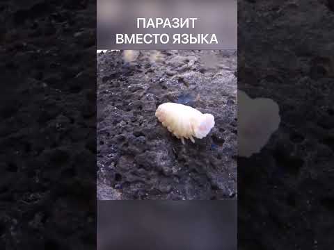 Паразит вместо языка. Языковая мокрица