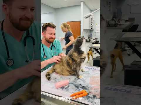 Cat in hospital #cats #cat #funnycats #fyp #foryou #pet #petslover