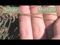 Identifying Conifer Tree Characteristics