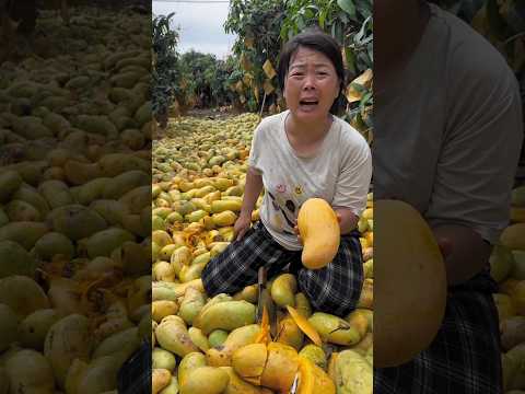चम्पा के सारे आम बर्बाद हो गये 🥺😭 #shortvideo #indianshorts #mangojuice #mangorecipe #mangopickle .