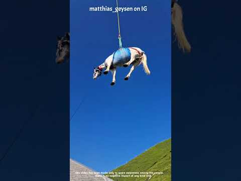 Helicopter for horse