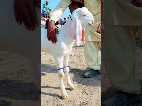 25 hazar per ka Gulabi nasl ka Bada bakra