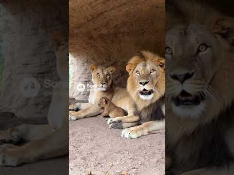 A tiny lion cub lets out the cutest little sneeze 🥹😅