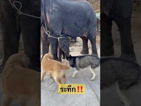 2ต่อ1ทักทายกันเกิดอะไรขึ้น #elephant #animals #ช้างสุรินทร์ #ช้าง #garden