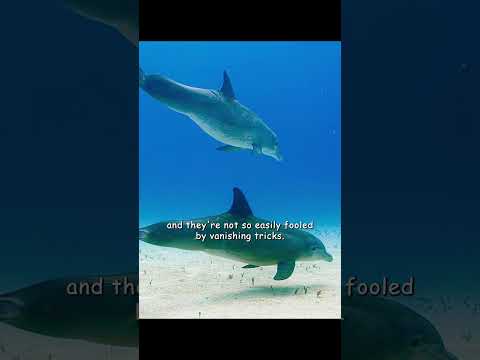Is it worth eating a mouthful of sand for such a small fish? #wildlife #animals #shorts