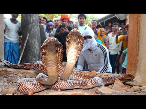 जहरीले कोबरा के काटने के पहले का रेस्क्यू देखिए, नाग नागिन को कैसे रेस्क्यू किया मुरलीवाले हौसला! 😱