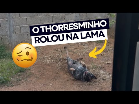 LIMPANDO A CASA DE REPOUSO DO THORRESMO AO VIVO ❤️🧹🫧