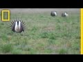 Sage-Grouse Habitat and Conservation Challenges