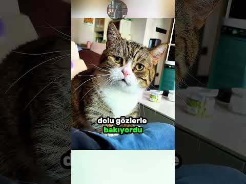Masum KEDİCİĞİN Son Anları! 🥺 🕊️ 💔