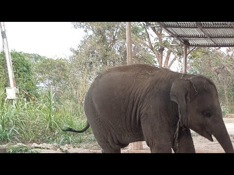 ผลไม้หวานๆมาแล้วครับ น้องเสกสรร family ผลไม้หวานๆมาแล้วครับ