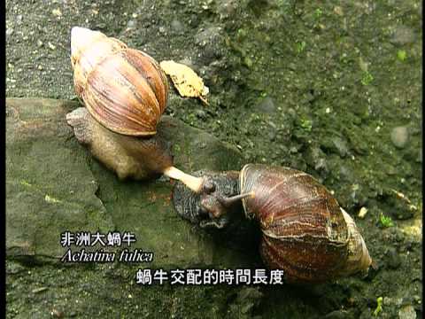 蝸蝸落地台灣陸生蝸牛簡介 中文版 - YouTube