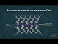 Cuestionario sobre la Estructura del ADN