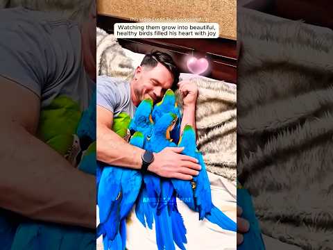ஒரு மனிதரின் அன்பால் உயிர் பெற்ற கிளிகள்🦜 இது தான் Miracle! ✨ Rescue Parrot's #shorts #animalbond