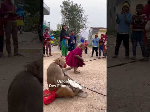 🕺🏻💕 होगा ना कोई तेरे जैसा हसीन / Kitna Haseen Chehra #viral #trending #monkey #shorts #video