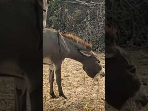 #donkey #animals #youtubeshorts #shortvideo