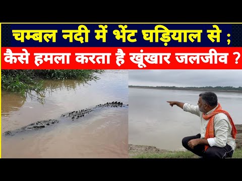 चंबल नदी में भेट घड़ियाल से; कैसे हमला करता है खूंखार जल जीव?At Chambal Yamuna Sangam Etawah, UP.