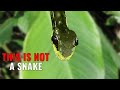 Animal Mimicry and Deception