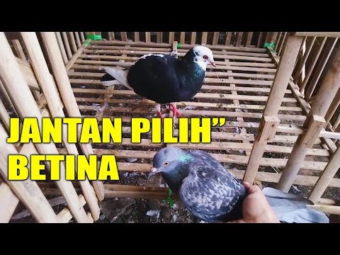MENGATASI BURUNG MERPATI GALAK SAAT DIJODOHKAN #MERPATIKU
