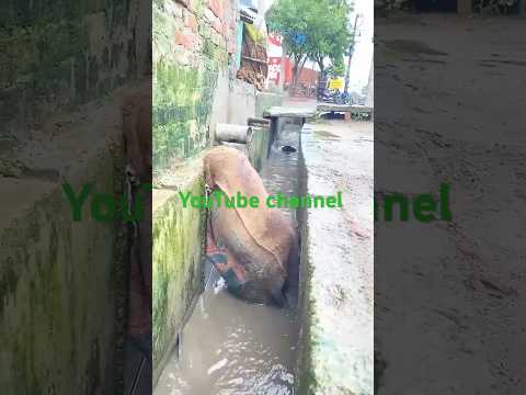 নোয়াখালী বন্যার মধ্যে, মানুষ কত যে খারাপ হতে পারে #নোয়াখালী বন্যার মধ্যে, মানুষ কত যে খারাপ #সব