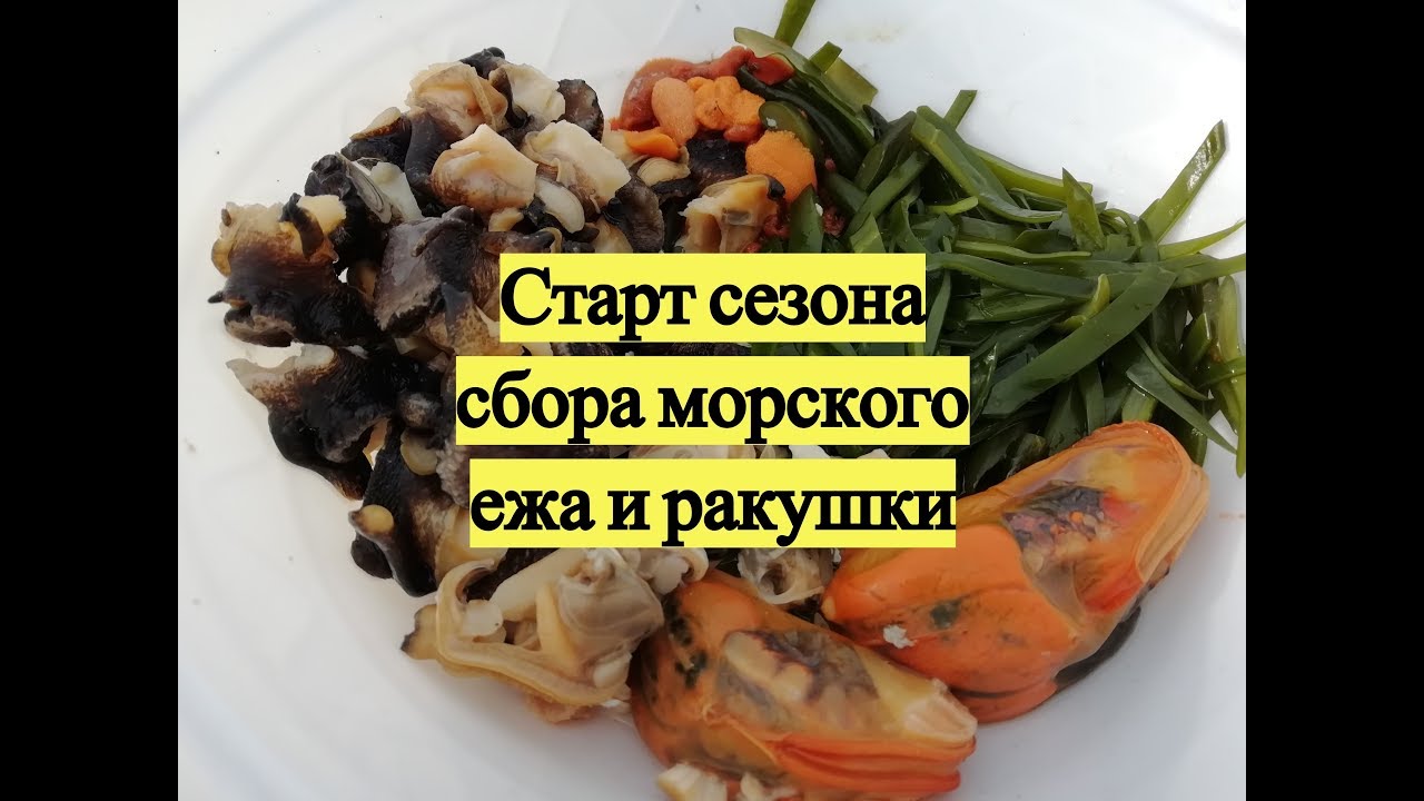 Старт сезона сбора морского ежа и ракушки