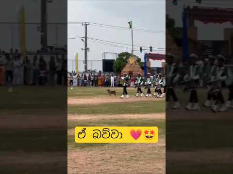 සමන්ත නේද 💗🤩 #dog #doglife #dance #funnydance #dogshorts #trending #viral #shorts