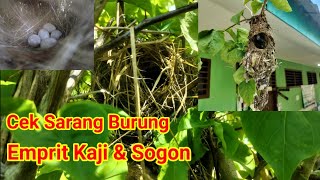 Cek sarang Emprit Kaji dan SOGON
