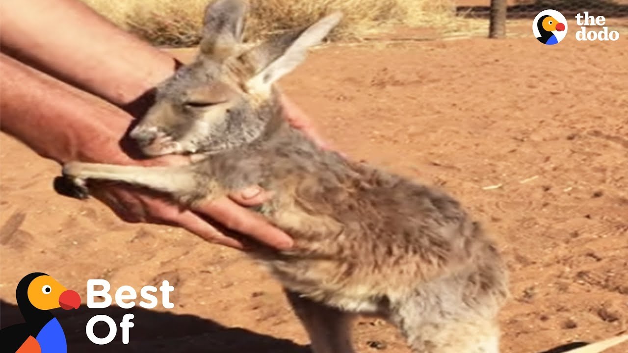 Wild Baby Animal Rescues That Will Make You Smile Compilation Best Of