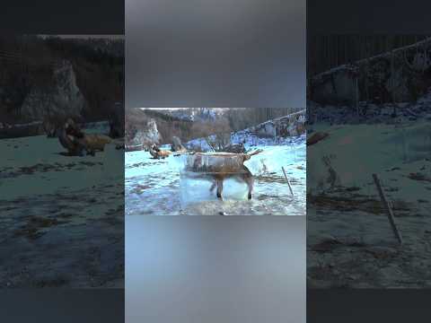 The Hidden Dangers Beneath Frozen Lakes โ๏ธ๐ง