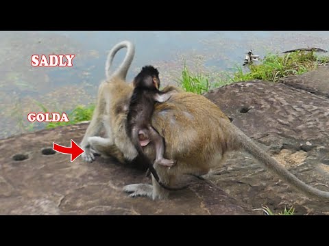 Sadly, Ginger so mad at her daughter Golda | Carbzilla Family